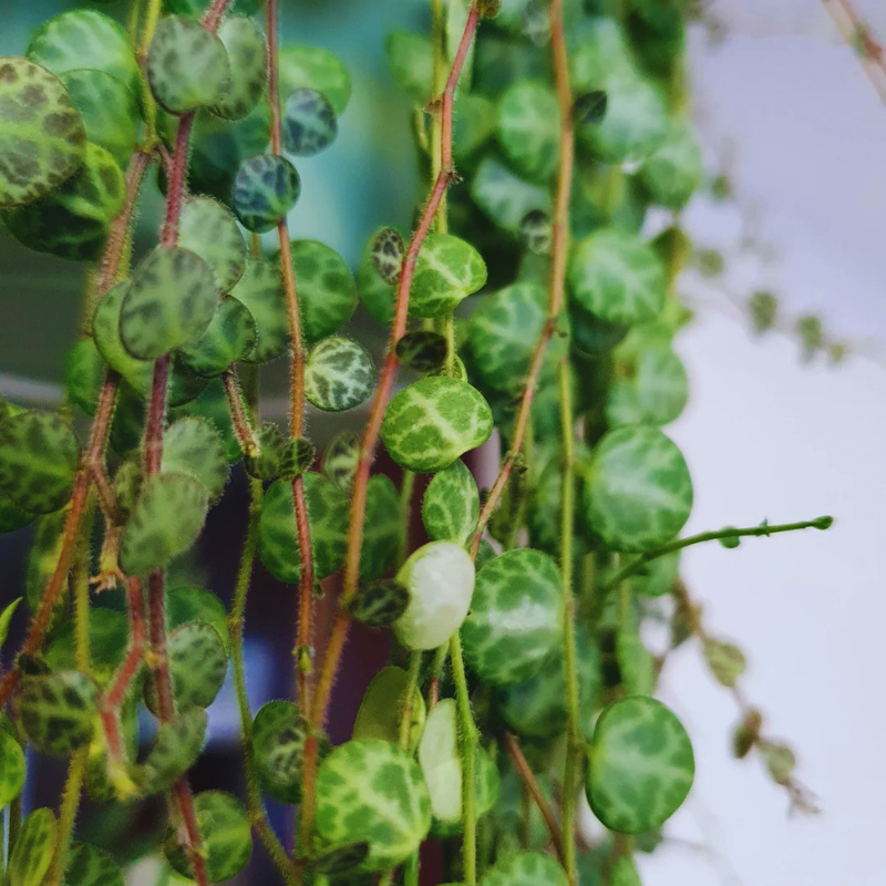 String of Turtles - Peperomia Prostrata WetRootz
