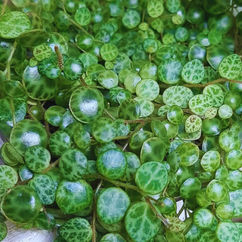 String of Turtles - Peperomia Prostrata WetRootz