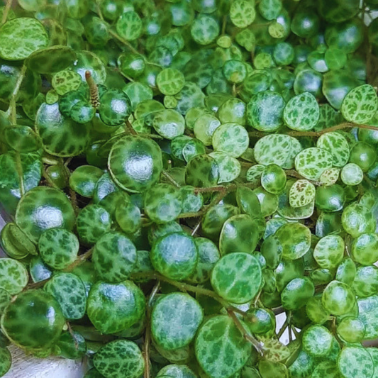 String of Turtles - Peperomia Prostrata WetRootz