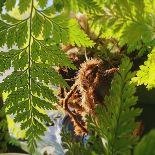 Rabbit's Foot Fern WetRootz