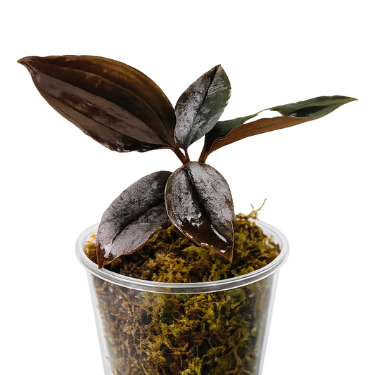 Malaxis metallica - Jewel Orchid WetRootz