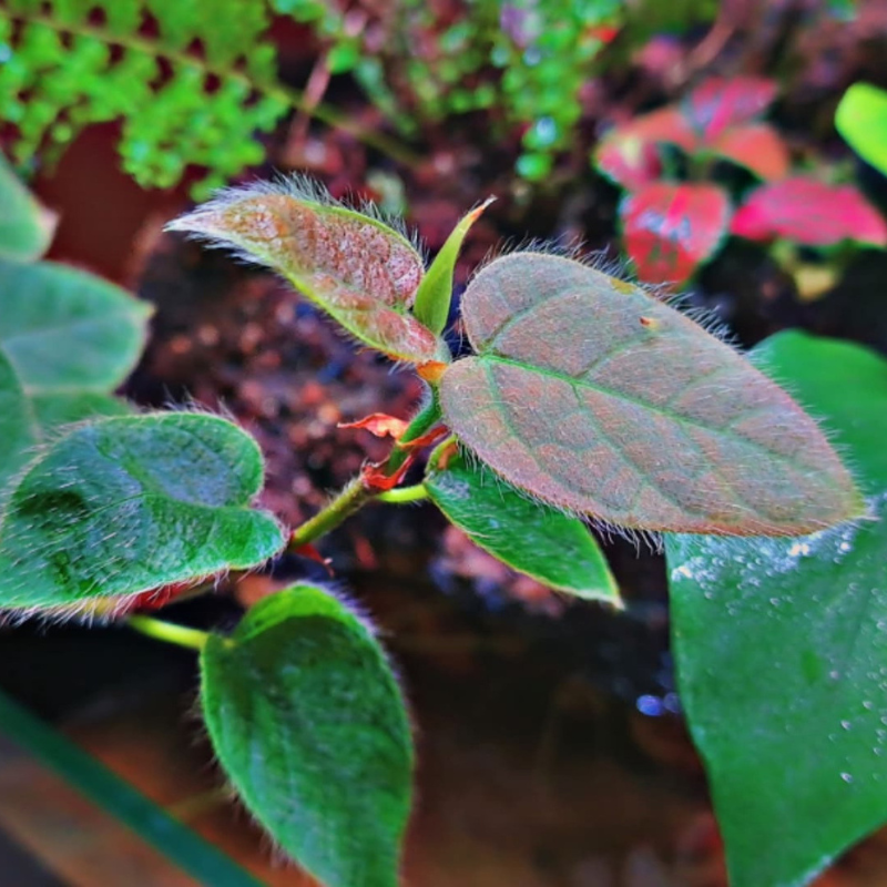 Ficus Villosa WetRootz