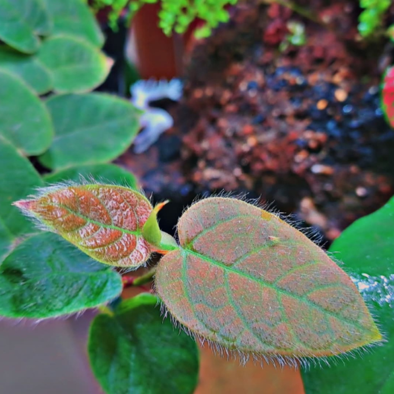 Ficus Villosa WetRootz