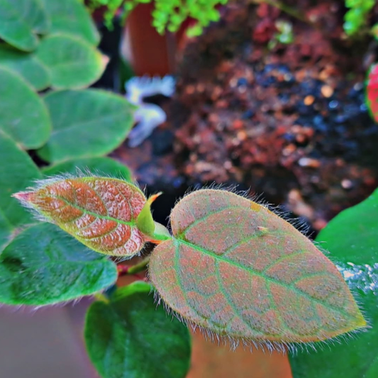 Ficus Villosa WetRootz
