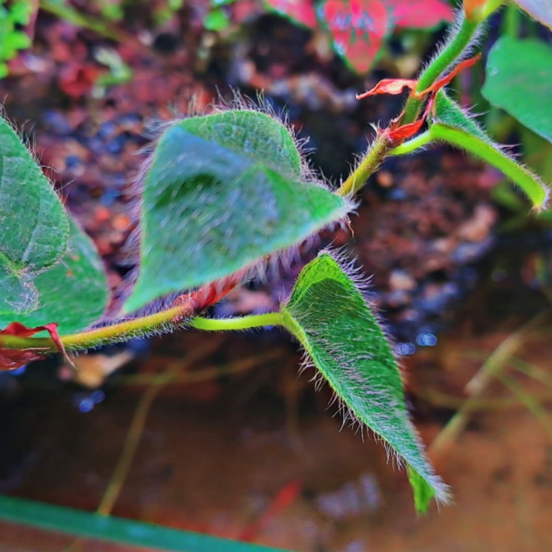 Ficus Villosa WetRootz