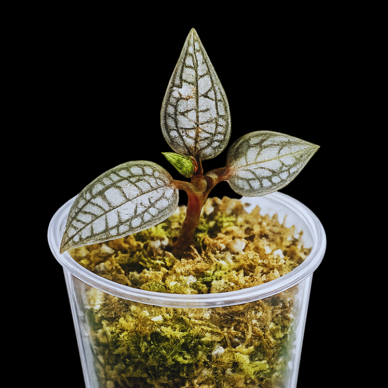 Jewel Cheirostylis Montana - Jewel orchid WetRootz