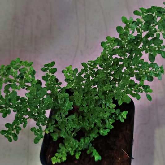 Pilea microphylla